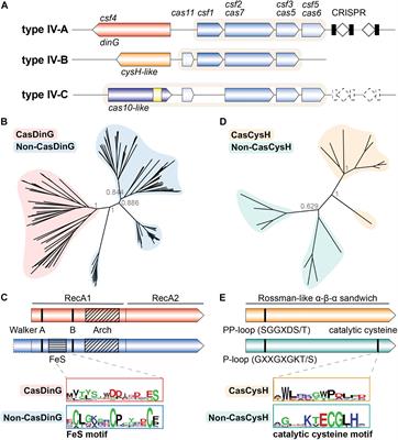 Positioning Diverse Type IV Structures and Functions Within Class 1 CRISPR-Cas Systems